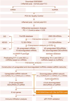 Identification and characterization of the ferroptosis-related ceRNA network in irreversible pulpitis